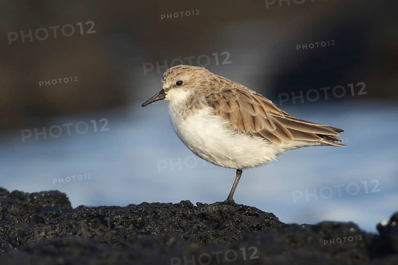 Red-necked Stint (Calidris ruficollis) foraging, Victoria, Australia