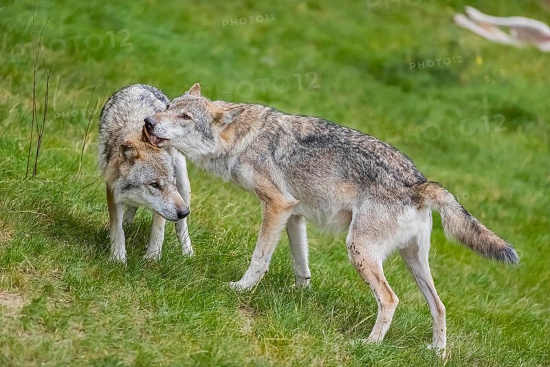 Two adult male eurasian gray wolves (Canis lupus lupus) grooming each other