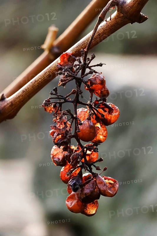 Grapes in late autumn, November, Saxony, Germany