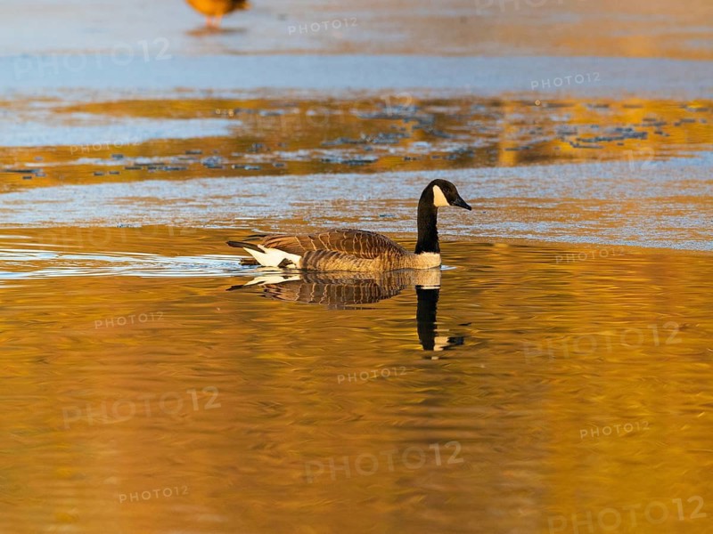 Canada goose (Branta canadensis), adult bird, swimming across a partially frozen lake with its reflection in the water, in late evening winterly light, Hesse, Germany