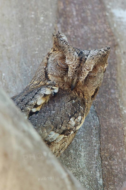 Eurasian Scops Owl (Otus scops), Lesvos, Greece