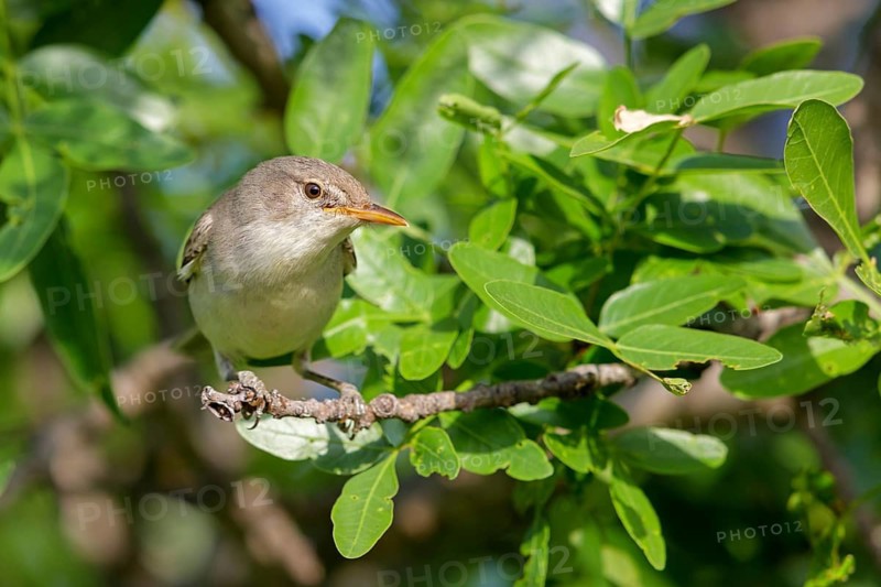 Olive warbler, (Hippolais olivetorum), animal, animals, bird, birds, biotope, habitat, perch, branch, twig, foraging, songbird, reed warbler family Lesvos, Greece