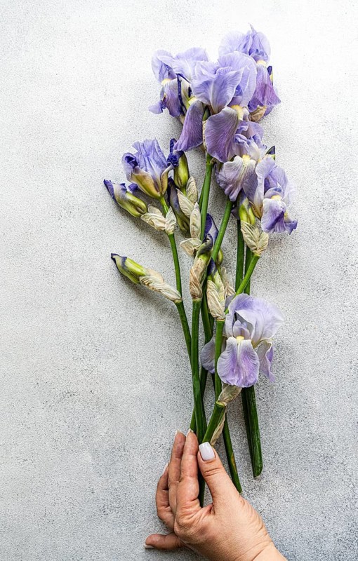 Cropped, unrecognizable woman's hand holding a bouquet of Iris flowers from above, arranged against a textured gray background, highlighting the natural beauty and texture of the petals