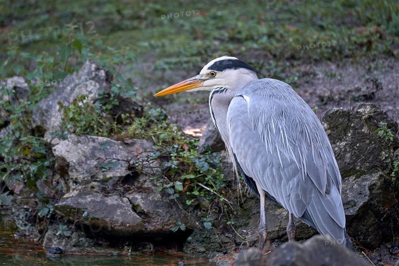 Grey Heron (Ardea cinerea) foraging, Asturias, Spain