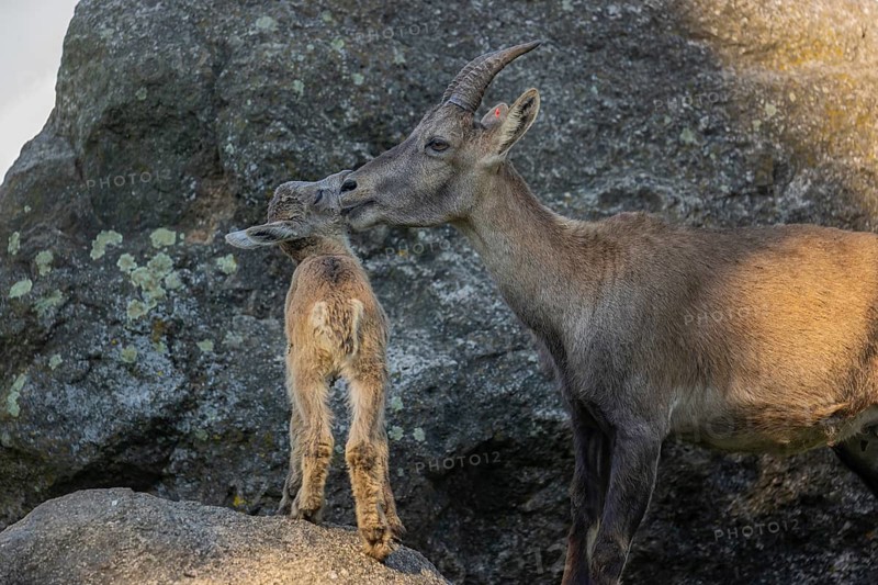One adult female ibex (Capra ibex) standing on a rock, grooming her baby