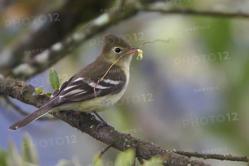 Sierran Elaenia (Elaenia pallatangae), Wayqecha Reserve, Peru
