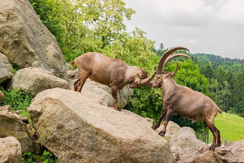 Two male ibex (Capra ibex) are standing on a rock and playfully fighting. A green forest can be seen in the background