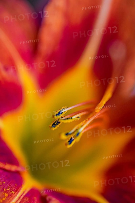 Close-up macro photograph showcasing the vivid colors and intricate details of a tiger lily flower, emphasizing its striking orange and yellow petals and delicate pollen