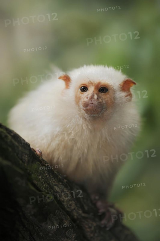 Silver monkey or silver marmoset (Mico argentatus, Callithrix argentata), captive, occurring in South America