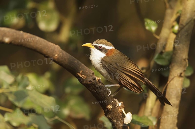 White-browed Scimitar Babbler (Pomatorhinus schisticeps), Kaeng Krachan, Thailand