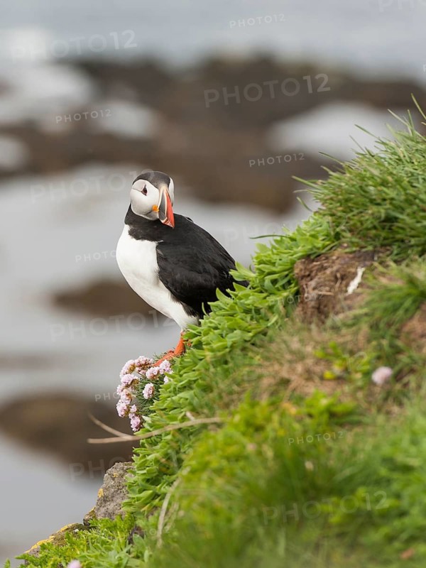 Atlantic Puffin (Fratercula arctica), Látrabjarg, Iceland