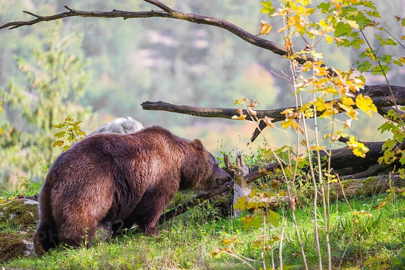An adult female brown bear (Ursus arctos arctos) stands grazing on a green meadow on top of a hill. A green forest can be seen in the background