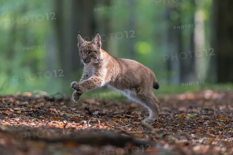 One young Eurasian lynx, (Lynx lynx), walking thru a forest. Green vegetation around him