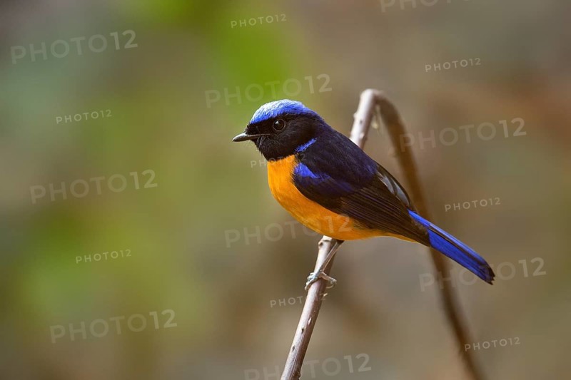 Rufous-bellied Niltava (Niltava sundara) male, Yunnan, China