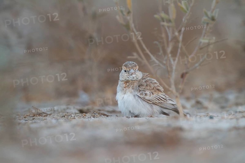 White-crowned Sparrowlark - Weissstirnlerche - Eremopterix nigriceps ssp. melanauchen, Sultanate of Oman, adult female