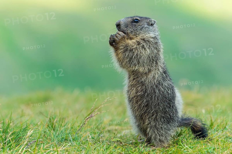 Alpine Marmot (Marmota marmota) juvenile foraging, High Tauern National Park, Carinthia, Austria