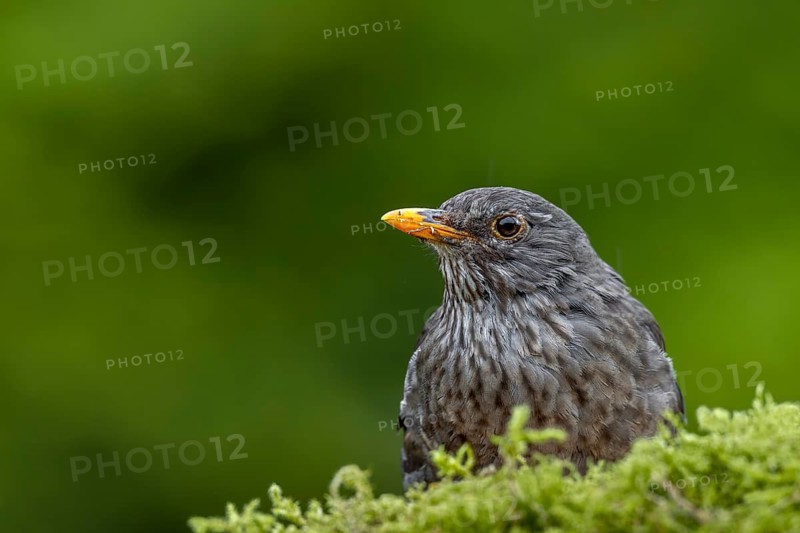 Before the female blackbird (Turdus merula) starts collecting moss for the nest, she has to exclude all dangers in the neighbourhood, garden bird, May, Germany