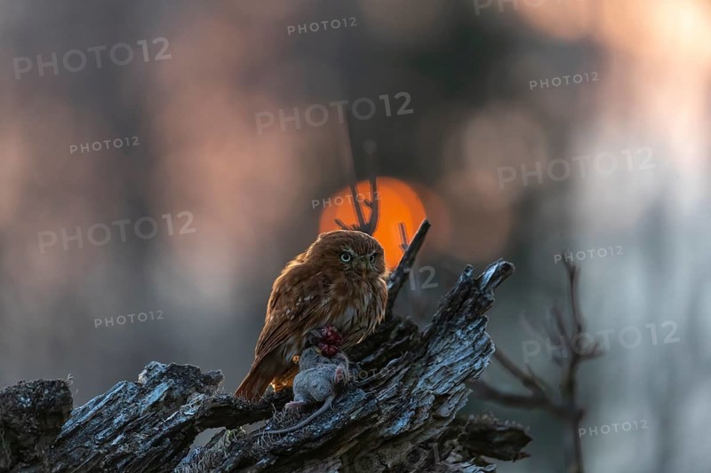 One East Brazilian pygmy owl (Glaucidium minutissimum), also known as least pygmy-owl or Sick's pygmy-owl, sitting on a small twig of a tree, feeding on a mouse. Back light condition in last evening light during sunset