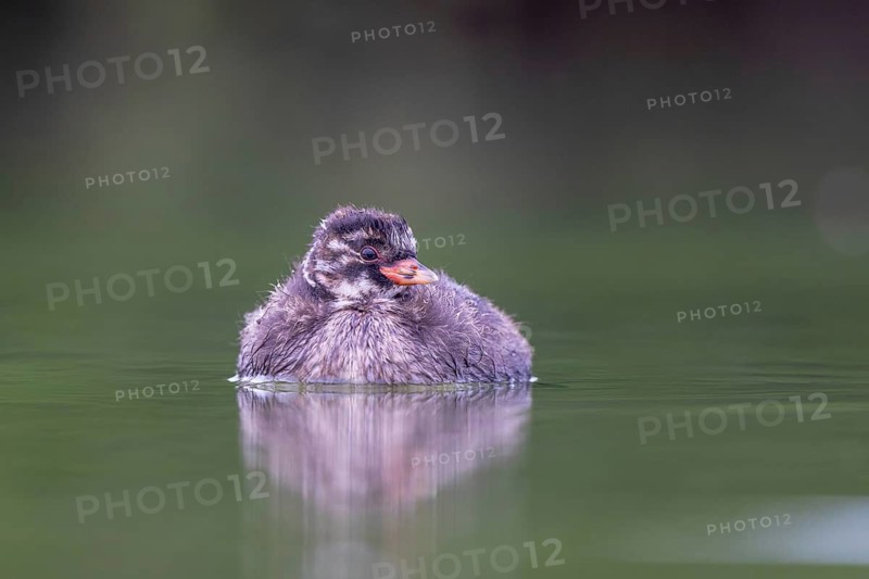 Little Grebe (Tachybaptus ruficollis) chick, North Rhine-Westphalia, Germany