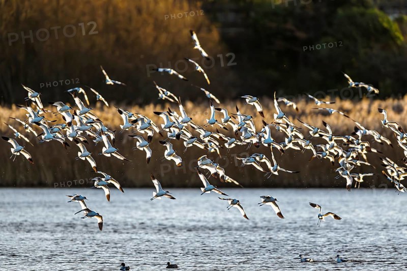 Pied Avocet, Recurvirostra avosetta, birds in flight over winter marshes, Devon, England, United Kingdom