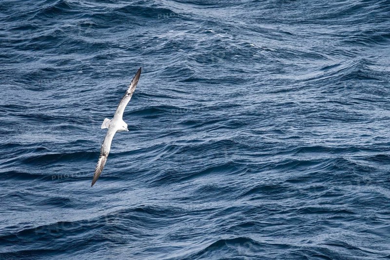 Silver Petrel (Fulmarus glacialoides), single bird in gliding flight over moving sea surface, South Atlantic, Antarctica