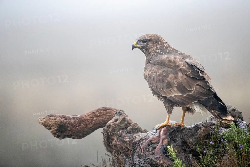 Common Buzzard (Buteo buteo), Castile-La Mancha, Spain