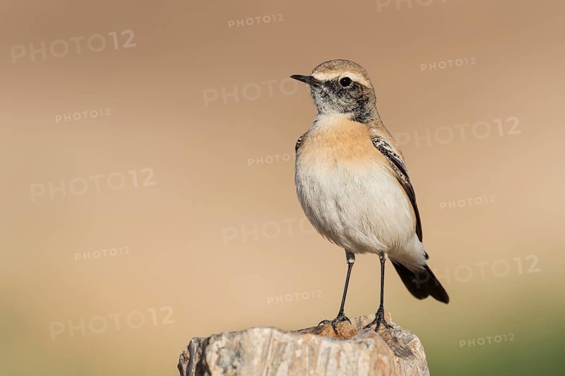 Desert Wheatear (Oenanthe deserti homochroa) male, Eilat, Israel