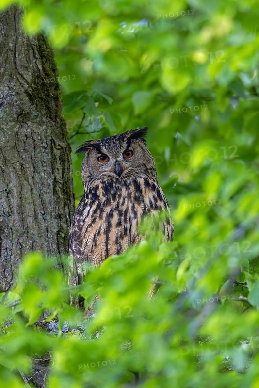 Eurasian eagle-owl, European eagle-owl (Bubo bubo) adult perched in tree in broad-leaved forest in spring