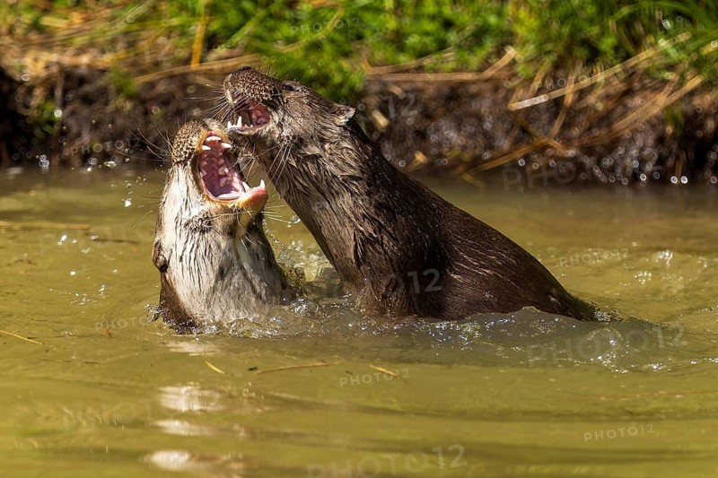 Two otters in the water with wide open mouths, surrounded by plants, European otter (Lutra lutra), Germany