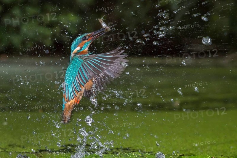 Common Kingfisher (Alcedo atthis) male fishing, Lower Saxony, Germany