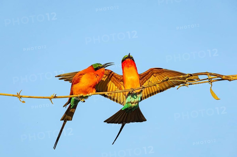 Carmine Bee-eater (Merops nubicus) Courtship behavier South Luangwa NP Zambia August