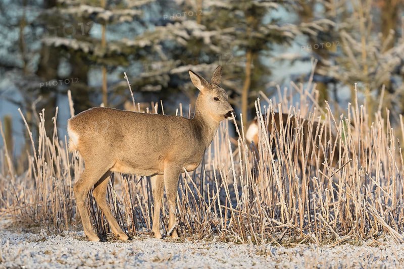 Roe deer standing in hoar frosted dead stinging nettle at minus 15 °C at sunrise. Trees and dead stinging nettle in background