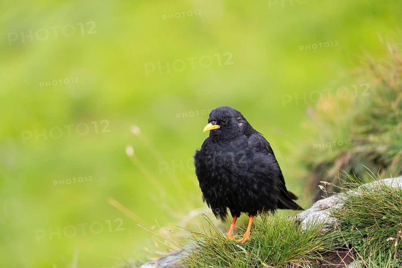 One young Alpine chough or yellow-billed chough (Pyrrhocorax graculus) stands on grass covered rocks in the Grossglockner Mountains region