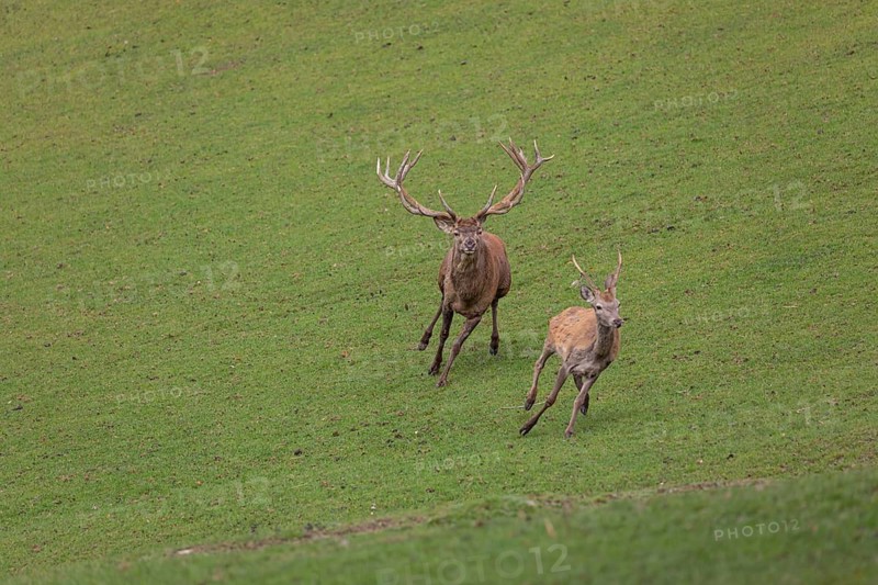 One Red Deer stag (Cervus elaphus) at the rutting season chasing away a young rival