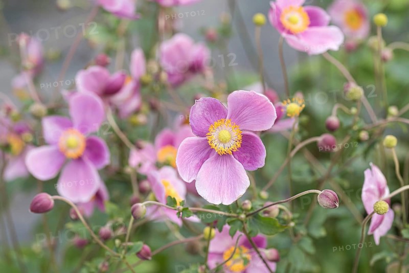 Autumn anemone (Anemone hupehensis 'Praecox')