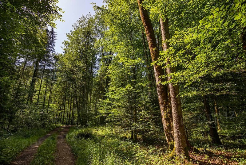 Forest path through light-flooded deciduous forest, forestry, summer, Mondseeland, Salzkammergut, Upper Austria, Austria