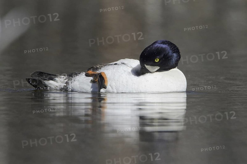 Barrow's Goldeneye (Bucephala islandica) male, British Columbia, Canada