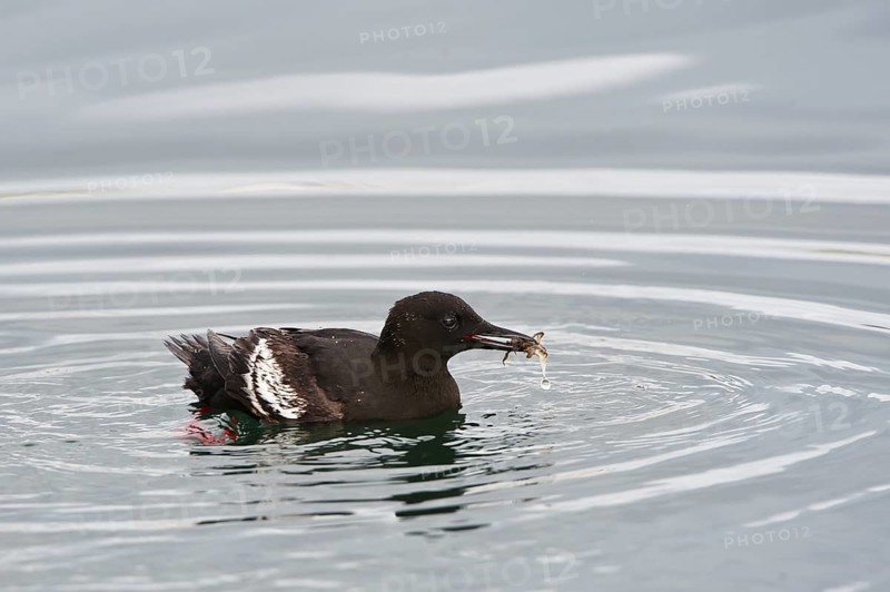Black Guillemot (Cepphus grylle), Iceland