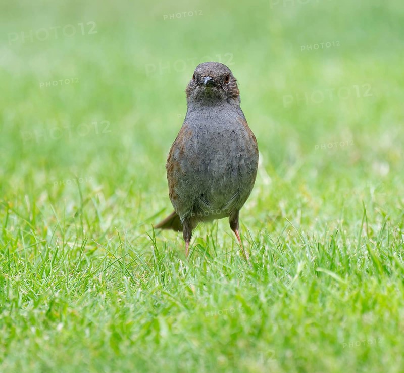 Dunnock (Prunella modularis) adult bird foraging on a lawn, Lower Saxony, Germany