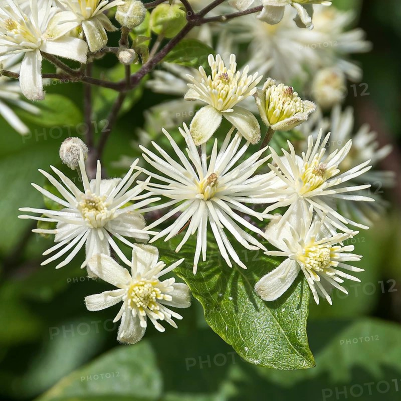 Clematis vitalba, Germany