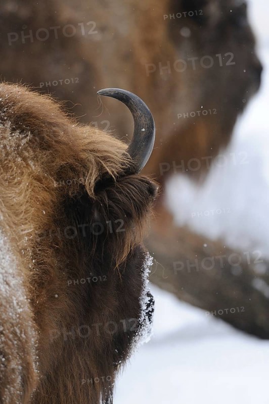 Rear view of a bison with horn and fur, surrounded by snow, bison (Bos bonasus), Bavarian Forest National Park