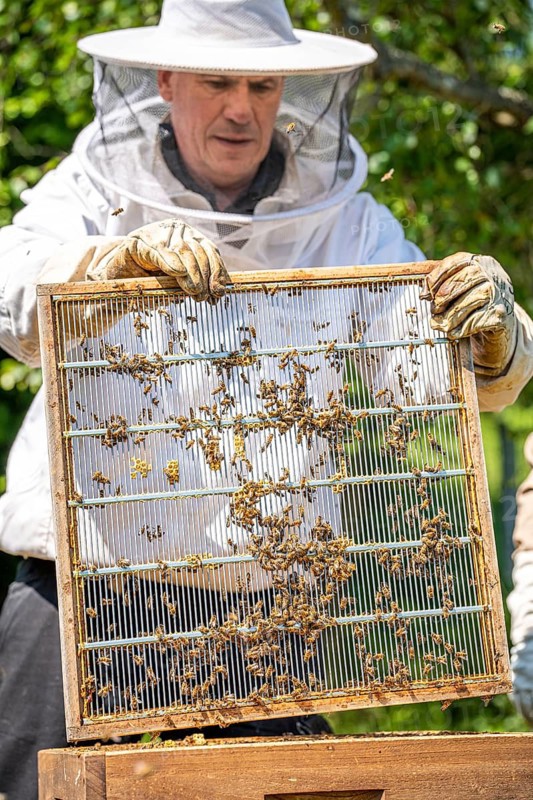 Beekeeper with bees, Black Forest, Gechingen, Germany