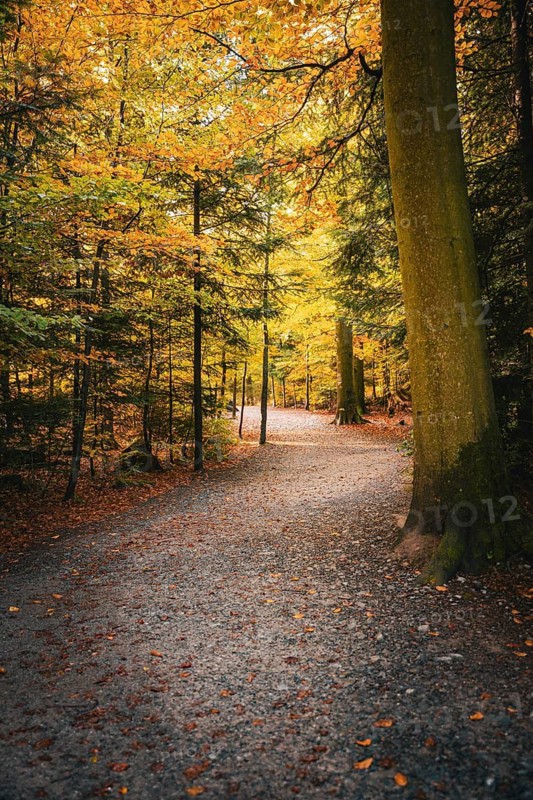 Winding path through the forest in autumn, Sommerberg, Bad Wildbad, Black Forest, Germany