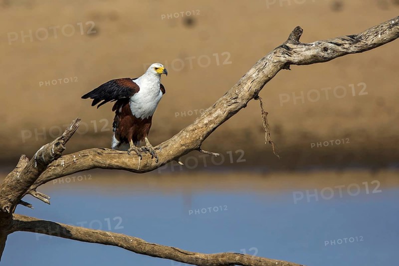 Black eagle sitting room, (Haliaeetus vocifer), Africa, Zambia, Zambia, biotope, habitat