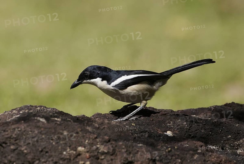 Tropical Boubou (Laniarius major), Chobe, Botswana