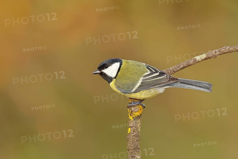 Great tit (Parus major), sitting on a branch, Wilnsdorf, North Rhine-Westphalia, Germany