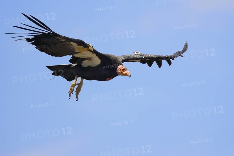 California Condor Gymnogyps californianus South Rim Grand Canyon, Arizona, United States 17 July Adult Cathartidae Endangered Species