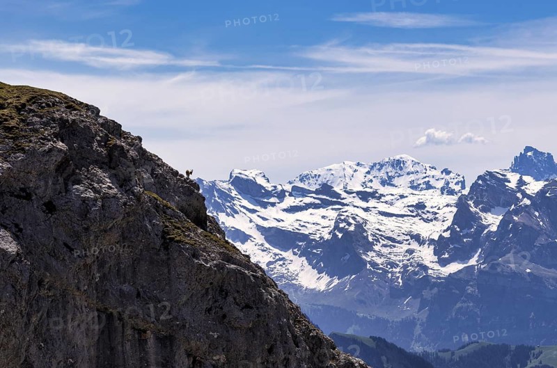 Alpine ibex (Capra ibex), summit donkey, Pilatus Kulm mountain station, in front of Swiss mountain range, Alps, snow-covered, Canton Lucerne, Switzerland