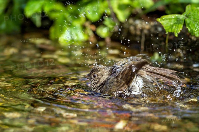 Common Rosefinch (Carpodacus erythrinus) bathing at waterhole, Mecklenburg-Western Pomerania, Germany