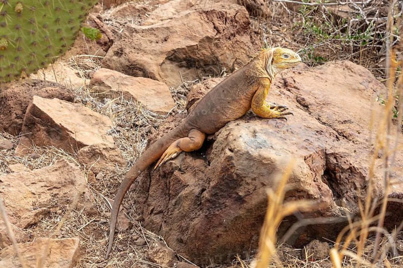 Drusenkopf (Conolophus subcristatus), Santa Cruz, Galapagos, Ecuador